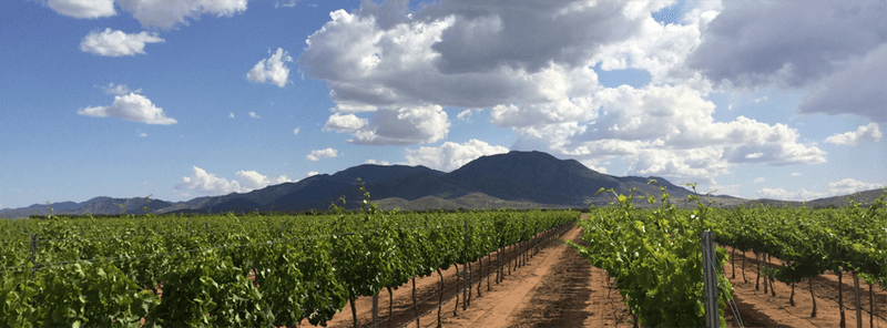 Golden Rule Vineyards, Willcox, AZ