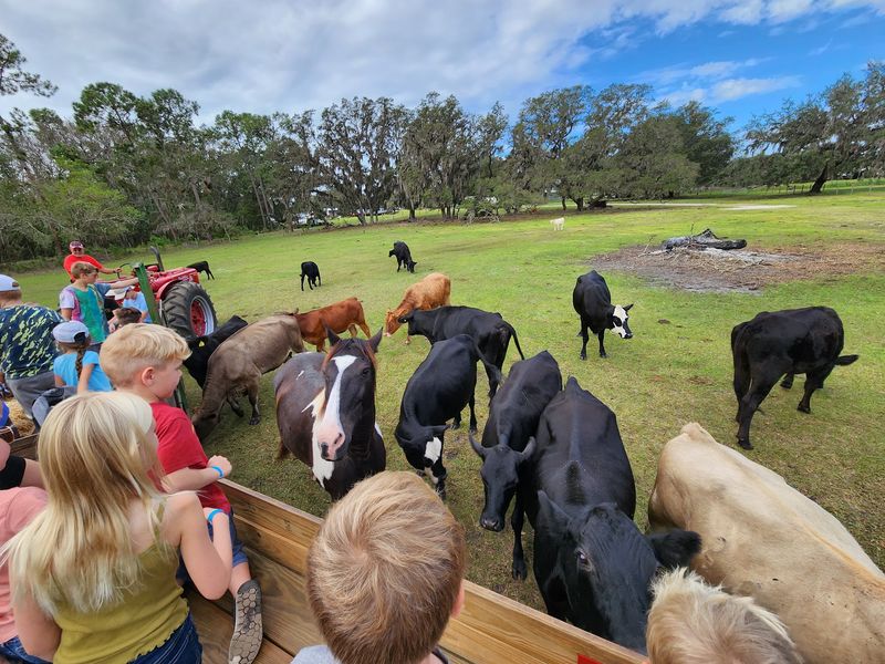 Harvest Holler Corn Maze and Pumpkin Patch, Polk City, FL Harvest Holler Corn Maze and Pumpkin Patch, Polk City, FL