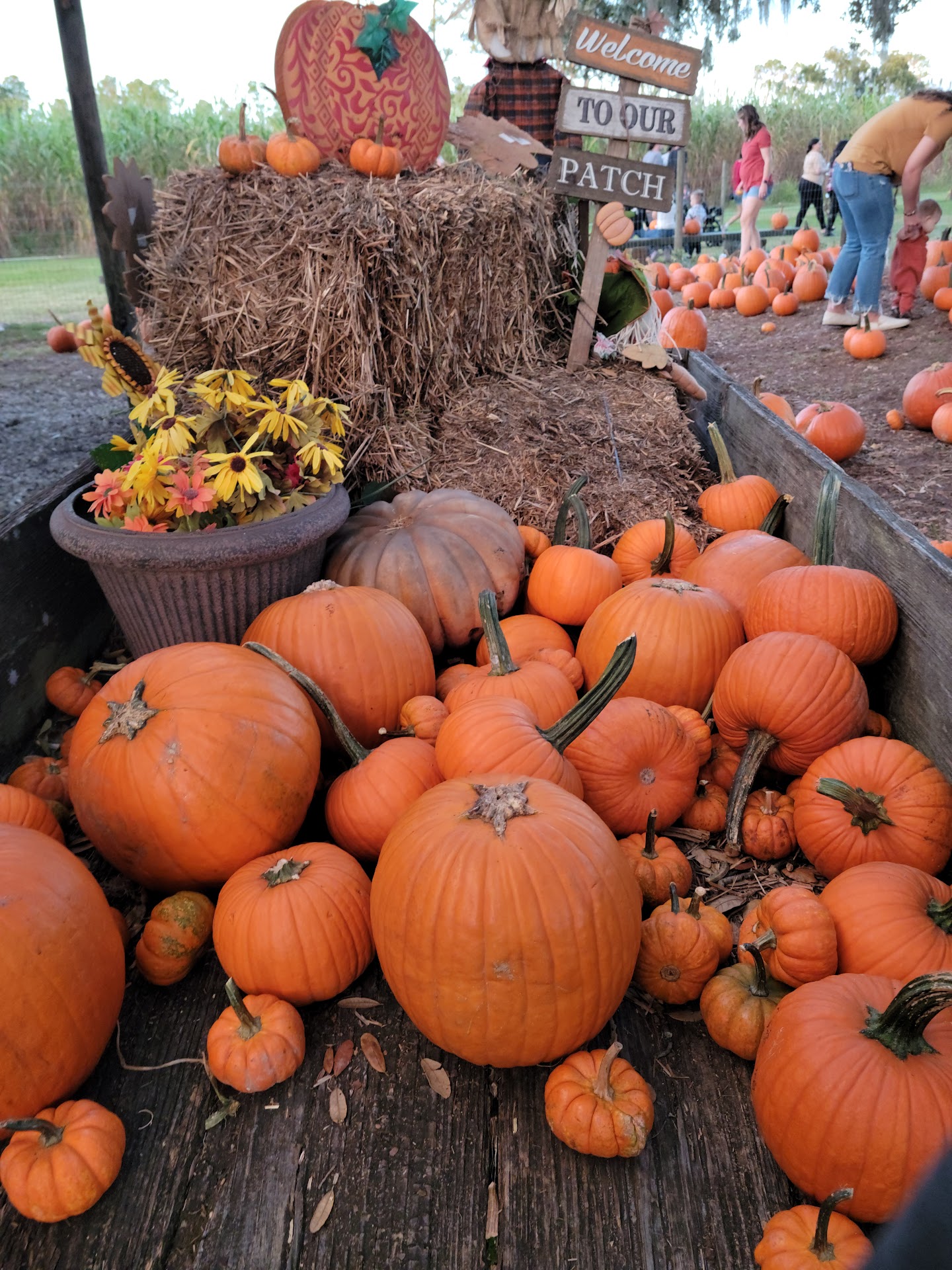 Harvest Holler Corn Maze and Pumpkin Patch, Polk City, FL Harvest Holler Corn Maze and Pumpkin Patch, Polk City, FL