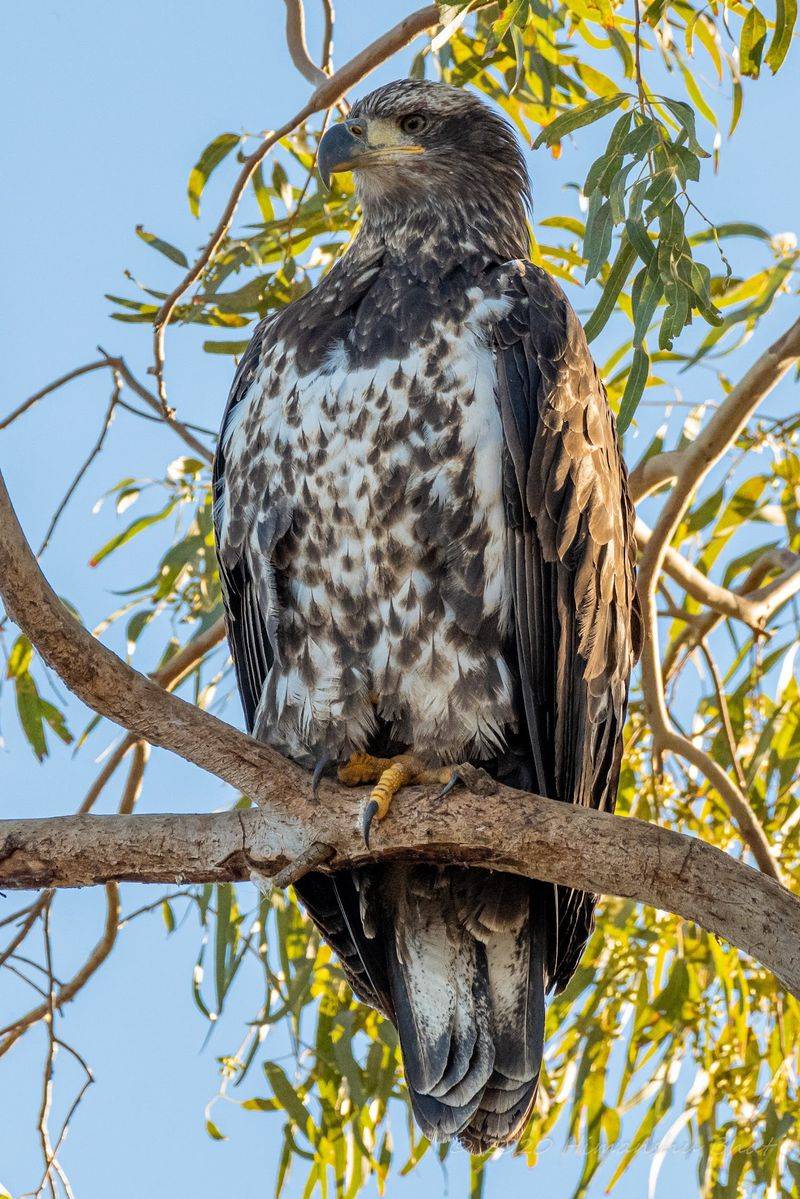 Hawks, Harriers, and Other Hunters