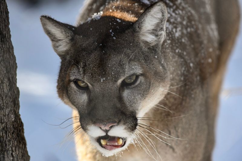 Heritage Park Zoological Sanctuary, Prescott, AZ