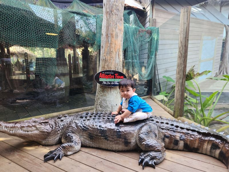 Hold a Baby Gator for the Camera Hold a Baby Gator for the Camera