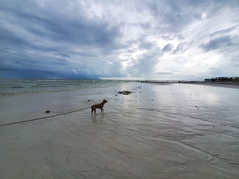 Honeymoon Island Dog Beach, Dunedin