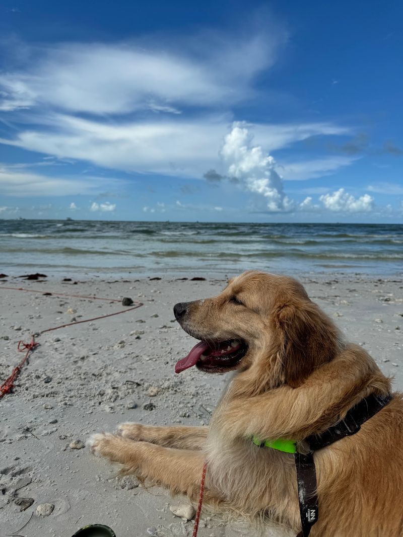 Honeymoon Island State Park Pet Beach, Dunedin, FL