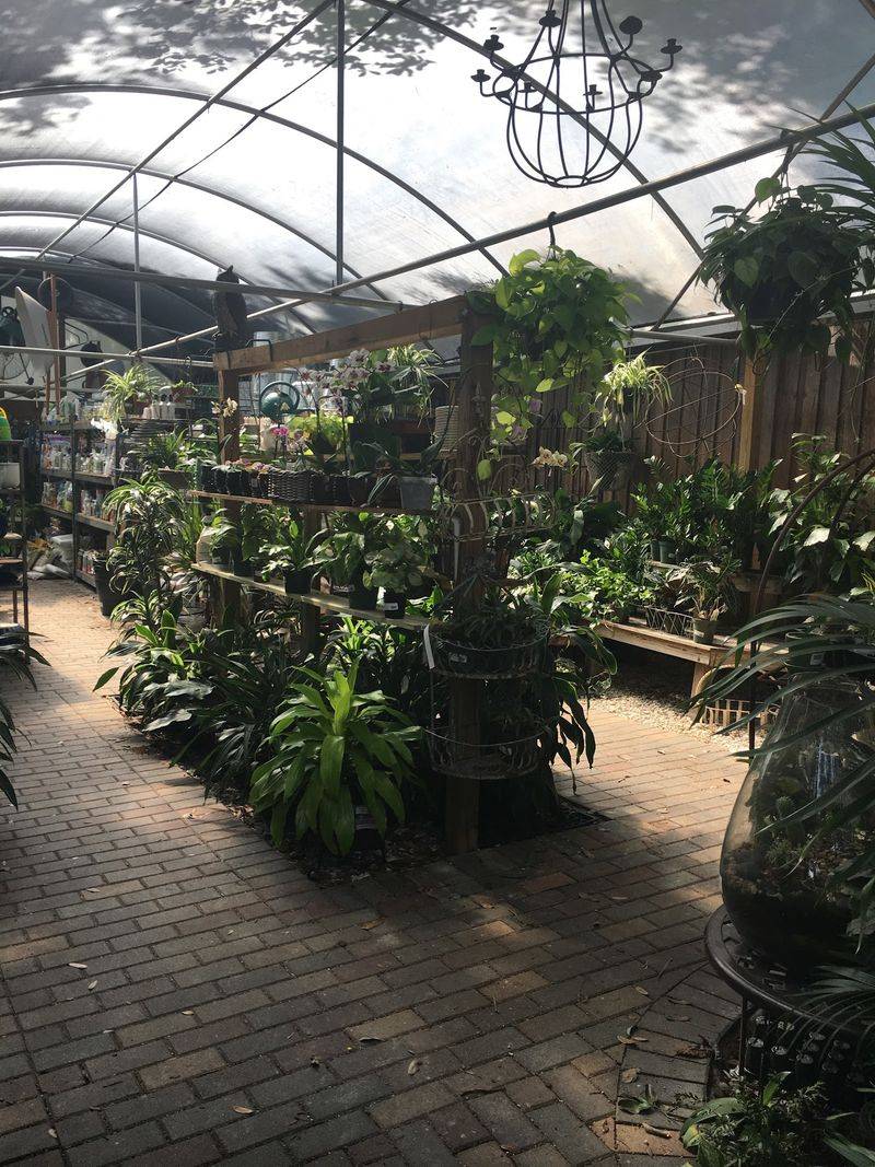 Houseplant Heaven for Pothos People