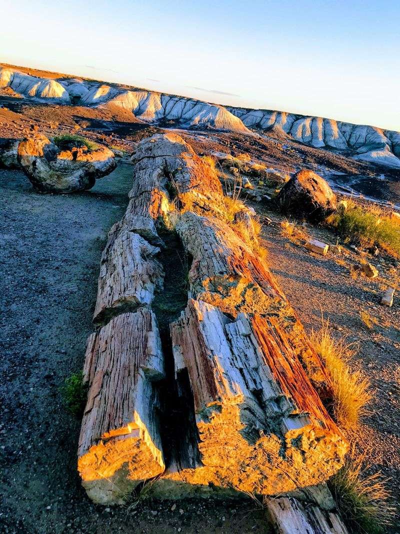 How Wood Became Stone How Wood Became Stone