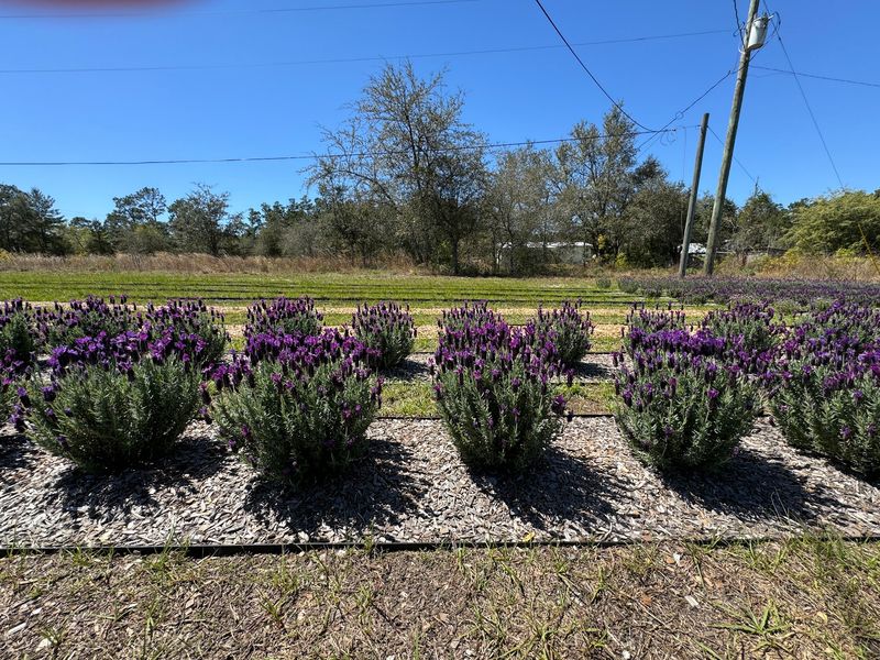 How a Veteran Grew Lavender in the Sunshine State How a Veteran Grew Lavender in the Sunshine State