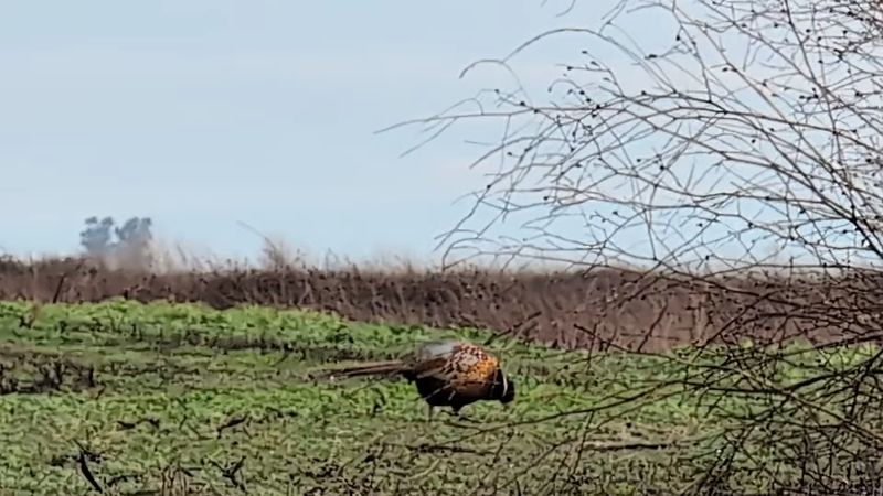Jackrabbits and Surprise Mammals