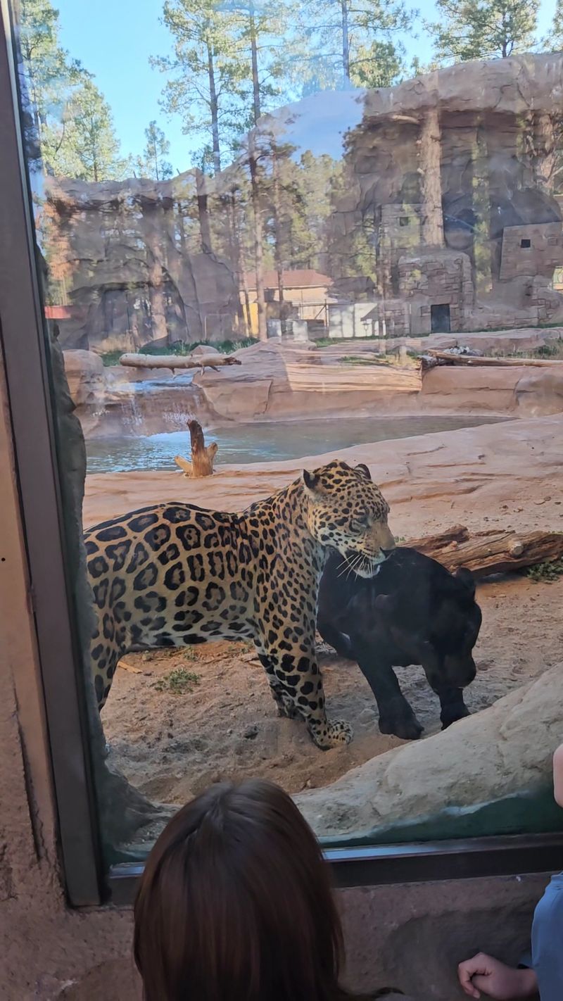 Jaguars and a Black Panther Jaguars and a Black Panther