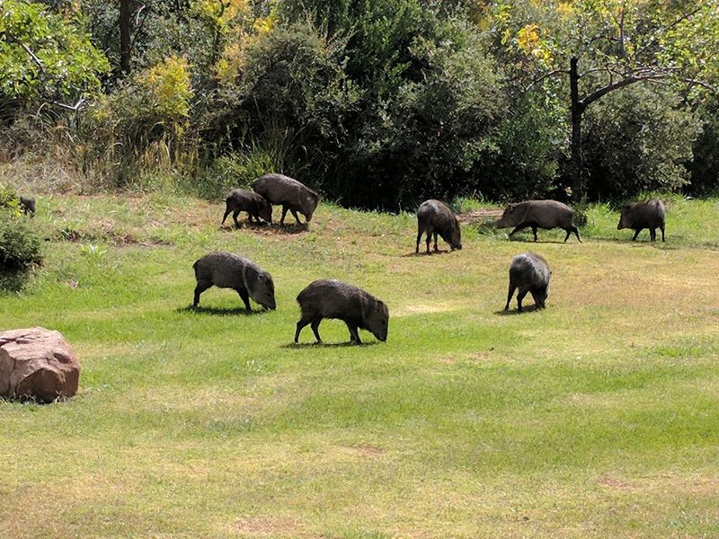 Javelina, Coatis, and Other Locals Javelina, Coatis, and Other Locals