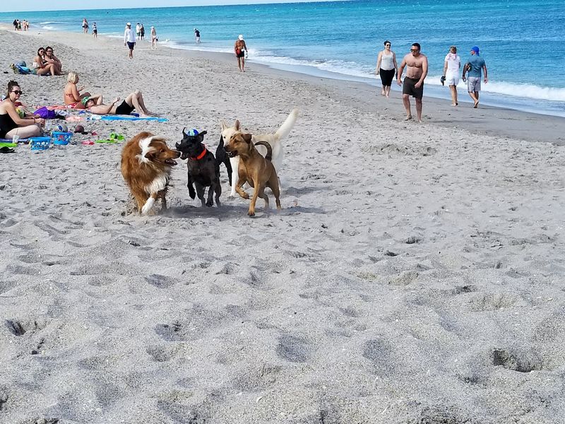 Jupiter Off-Leash Dog Beach, Jupiter, FL