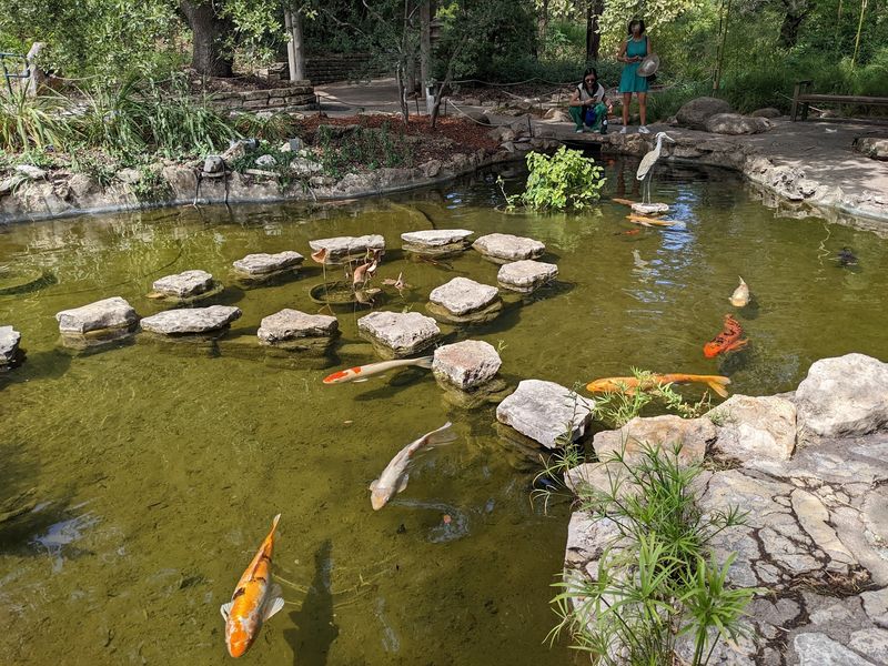 Koi, Turtles, and Other Pond Celebrities