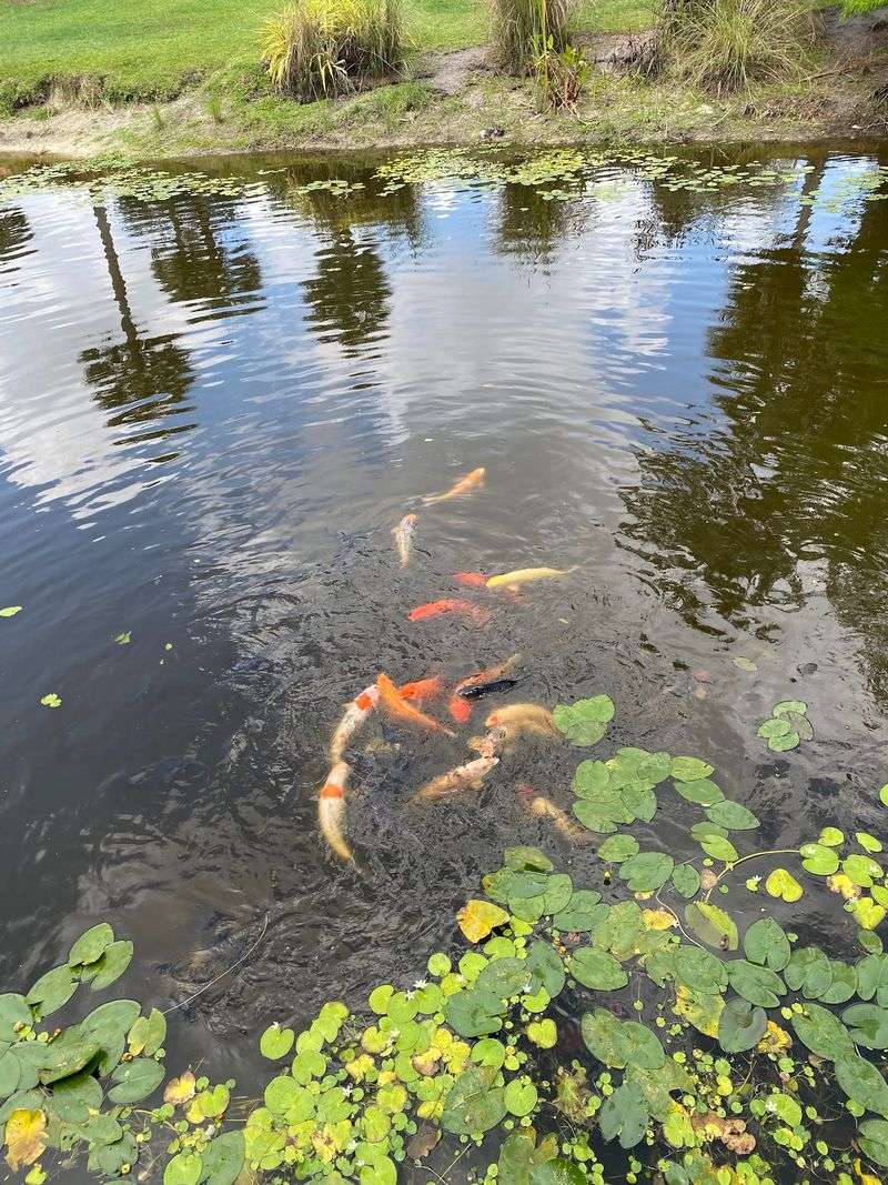Koi, Turtles, and a Flutter of Wings