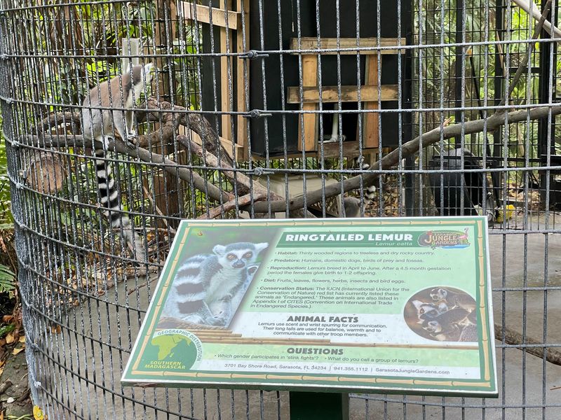 Lemurs, Goats, and the Petting Zoo Crew Lemurs, Goats, and the Petting Zoo Crew