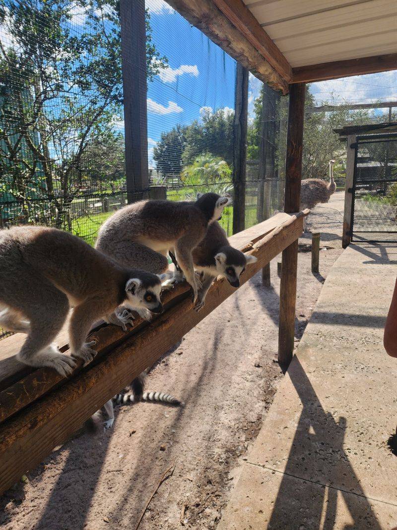 Lemurs, Grapes, and Grabby Little Hands Lemurs, Grapes, and Grabby Little Hands