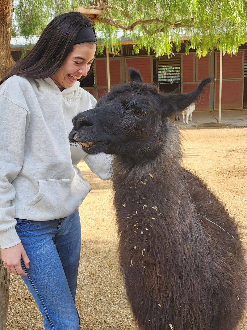 Llamas, Donkeys, and an Emu
