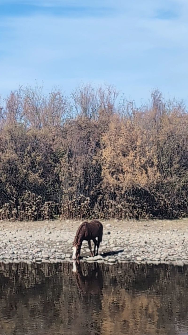 Longhorns, Javelina and Other Surprise Neighbors