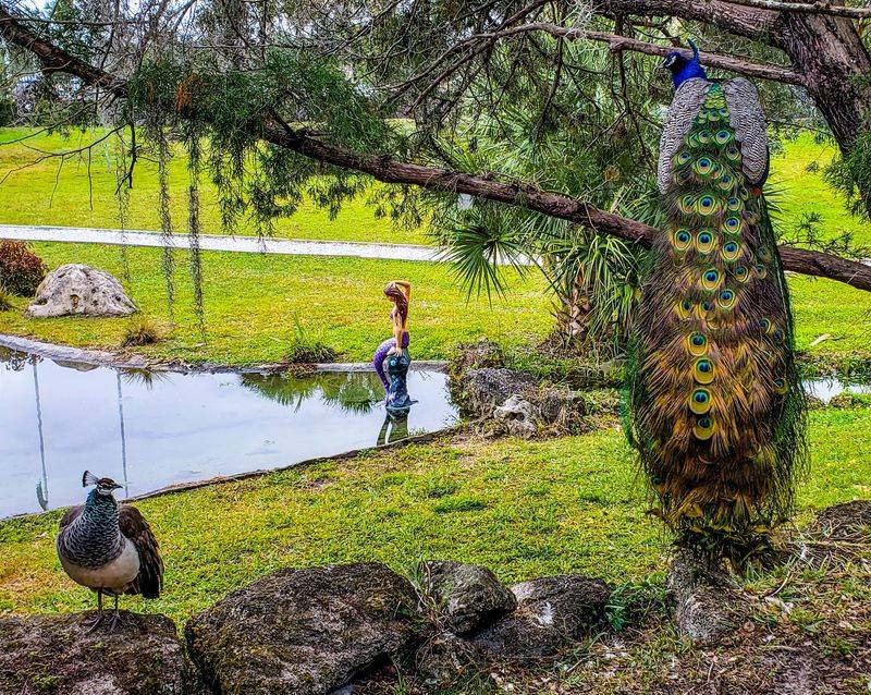 Manatees, Owls, and Roaming Peacocks Manatees, Owls, and Roaming Peacocks
