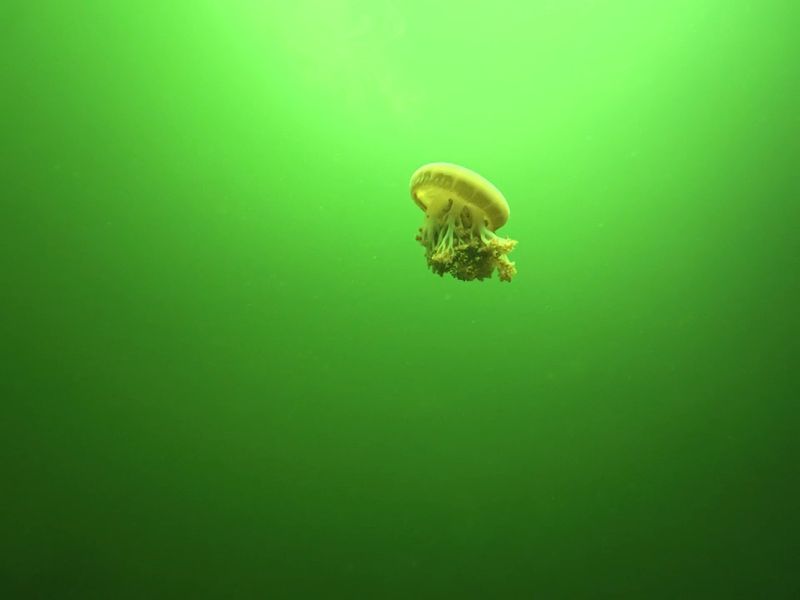 Marine Life Framed in Every Porthole Marine Life Framed in Every Porthole
