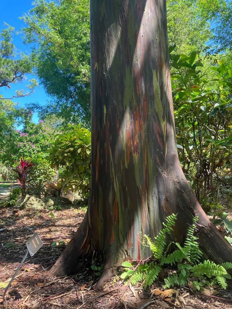 Mazes, Rainbow Bark, and Tiny Trees