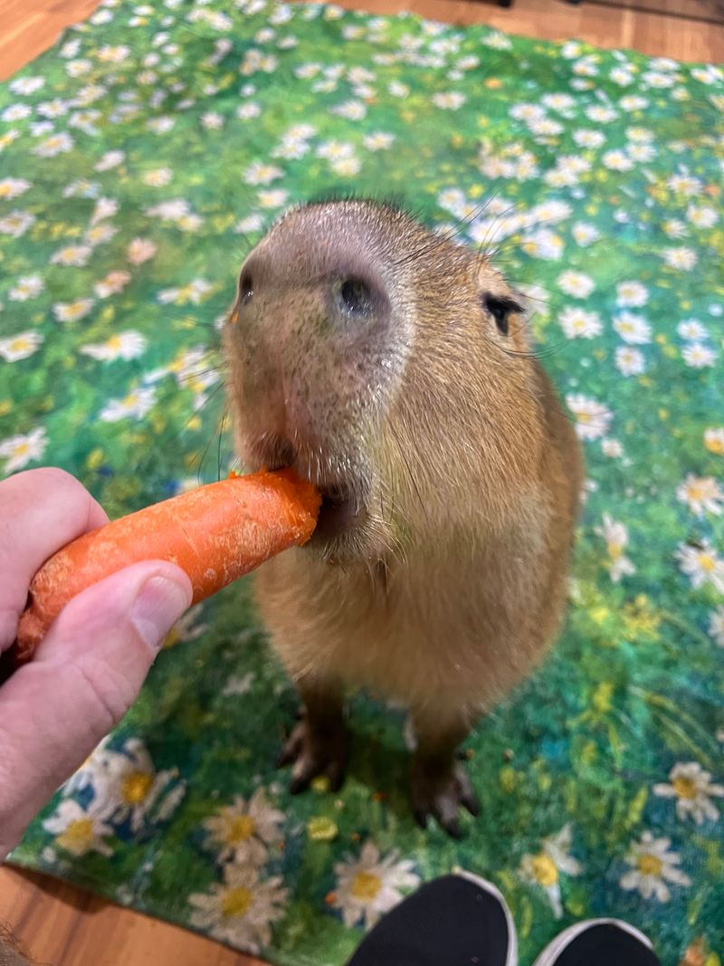 Meet Pumpkin, the Capybara Who Steals the Show Meet Pumpkin, the Capybara Who Steals the Show