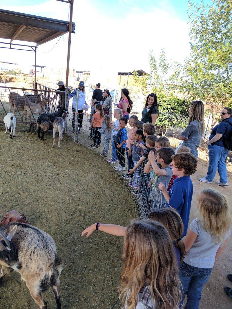 Meet the Four-Legged and Feathered Crew Meet the Four-Legged and Feathered Crew