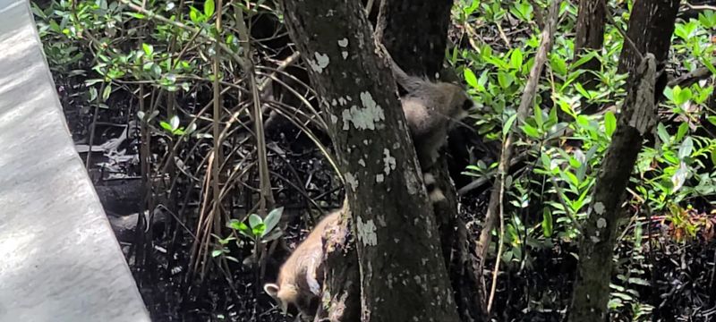 Meeting the Bold Raccoons Meeting the Bold Raccoons