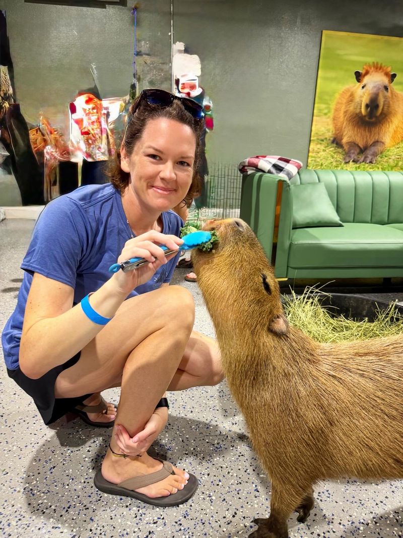 Meeting the Star Capybaras Meeting the Star Capybaras