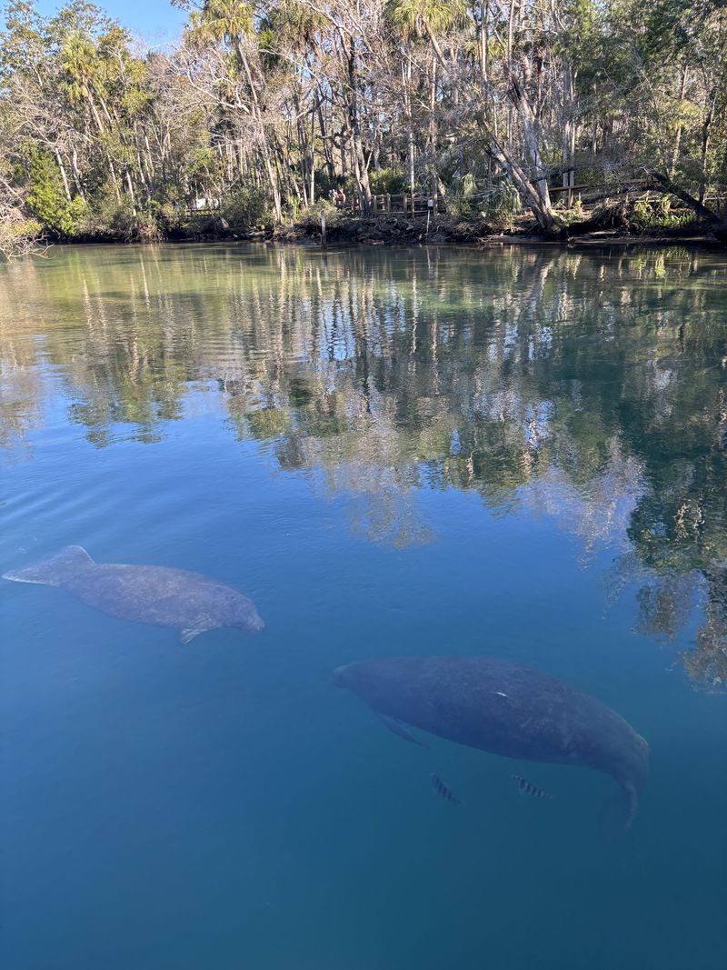 Observe manatees passively and assess water safety Observe manatees passively and assess water safety