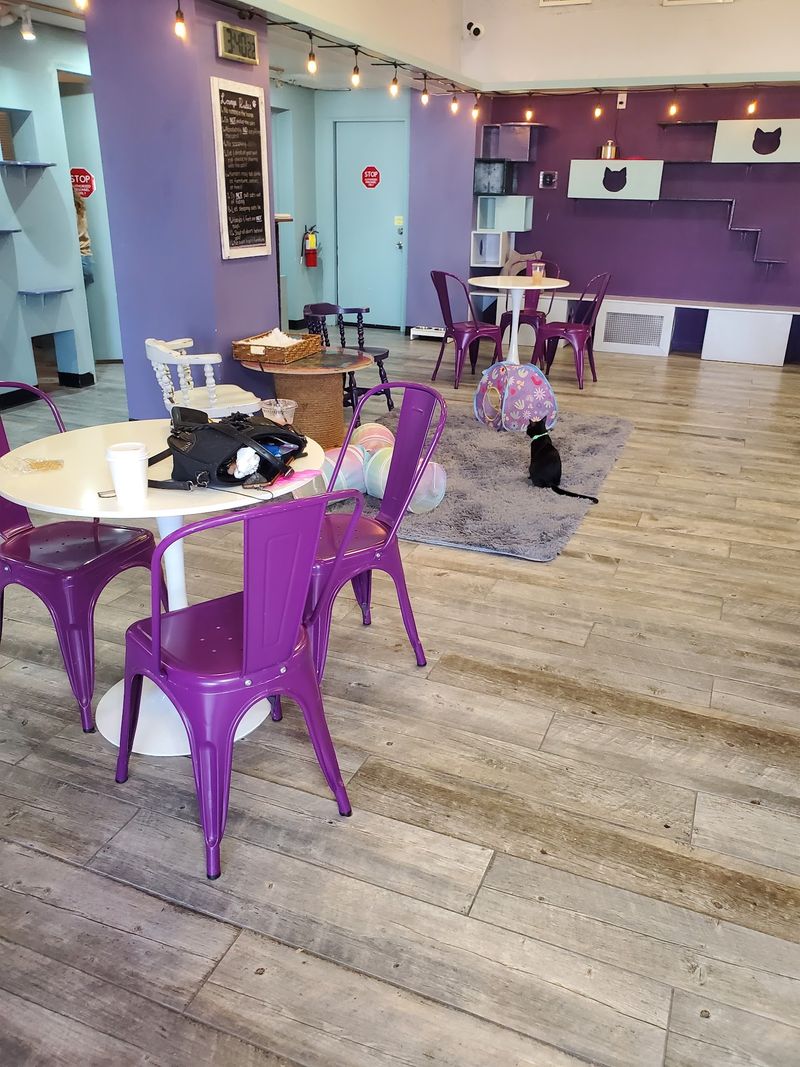 One Of The Largest Cat Cafes Around One Of The Largest Cat Cafes Around