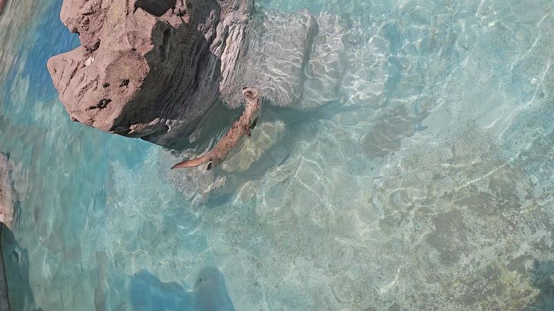 Otter Antics Otter Antics