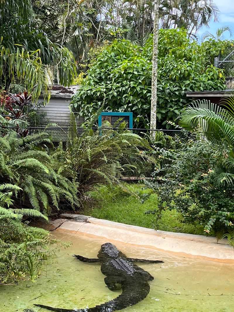 Otters, Alligators, and Playful Surprises Otters, Alligators, and Playful Surprises