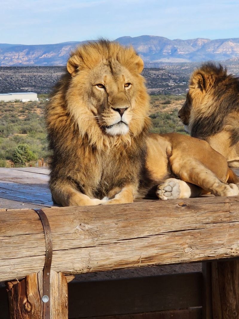 Out of Africa Wildlife Park, Camp Verde, AZ