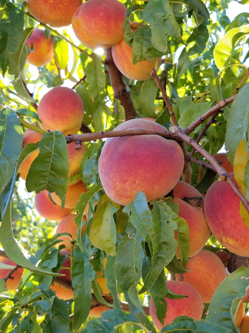 Peaches by the Bagful Peaches by the Bagful