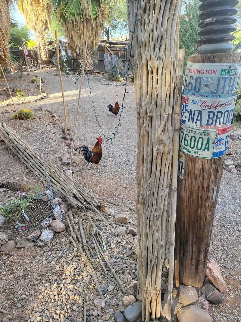 Peacocks, Goats and a Parrot Named Buddy