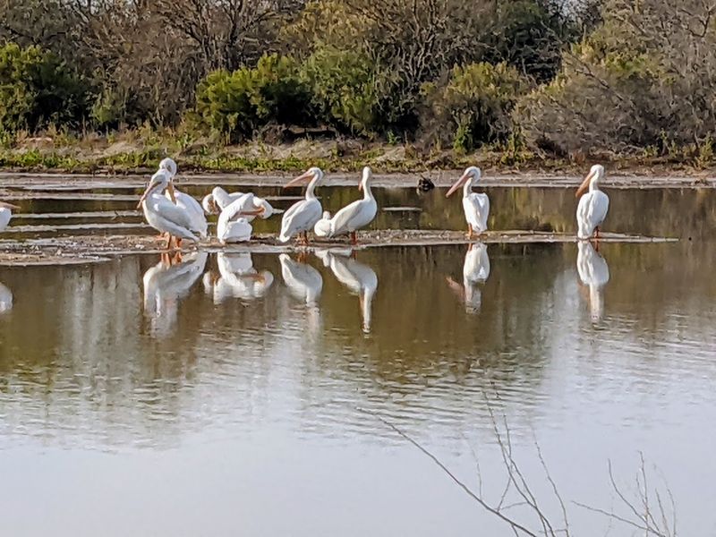 Pelicans, Osprey, and Hundreds More Pelicans, Osprey, and Hundreds More