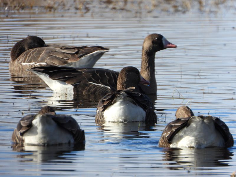 Pelicans, Stilts, and the Long-Legged Crowd