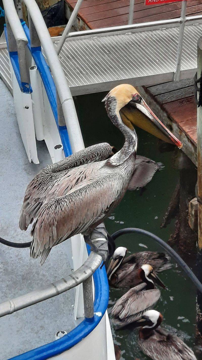 Pelicans and the Local Wildlife Cast Pelicans and the Local Wildlife Cast