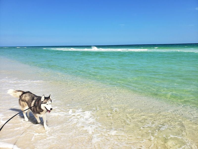 Pensacola Dog Beach, Pensacola