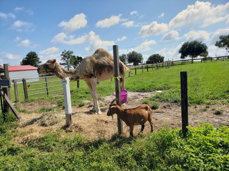 Petting Zoo Ocala, Ocala, FL Petting Zoo Ocala, Ocala, FL