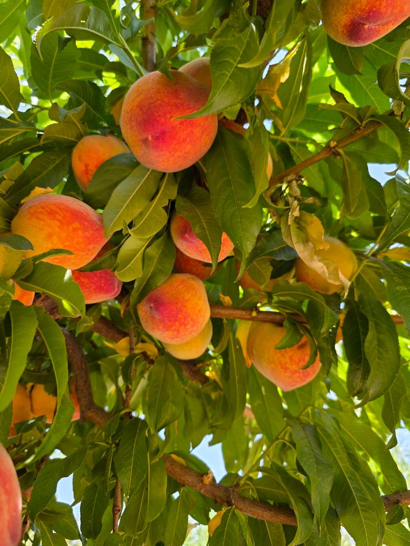 Picking Your Own Peaches Right Off The Tree Picking Your Own Peaches Right Off The Tree