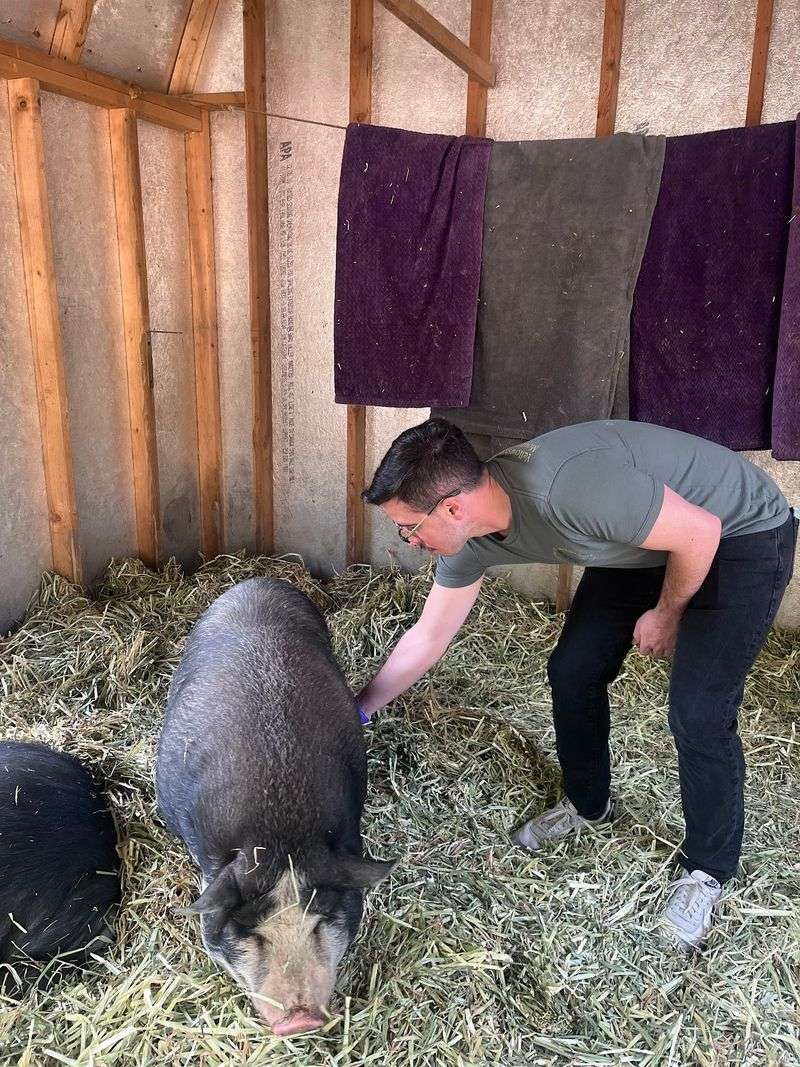 Pigs Who Love a Belly Rub