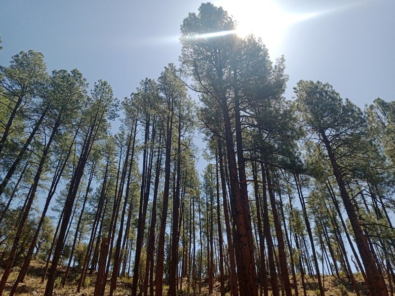 Pines Replace Palm Trees Up Here Pines Replace Palm Trees Up Here