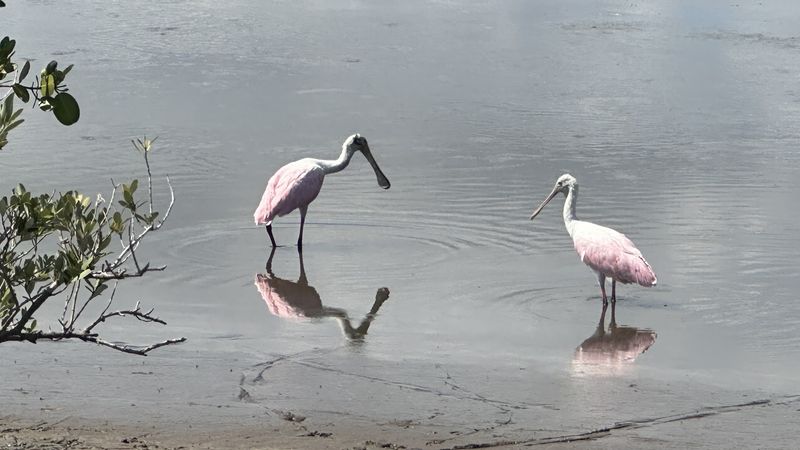 Pink Spoonbills and a Parade of Wading Birds Pink Spoonbills and a Parade of Wading Birds
