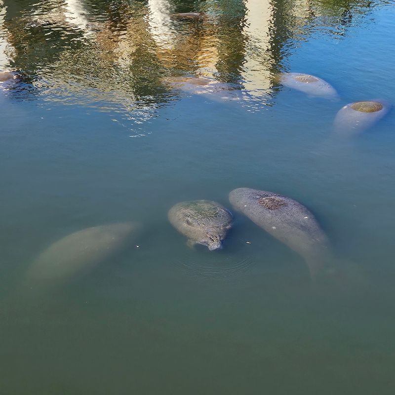 Plan Around Manatee Rules Plan Around Manatee Rules