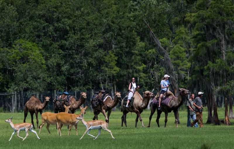 Planning Your Visit to Safari Wilderness Planning Your Visit to Safari Wilderness