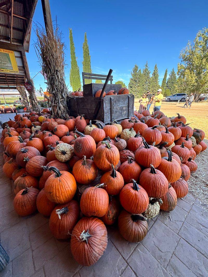Pumpkin Patch and Corn Maze Fun Pumpkin Patch and Corn Maze Fun