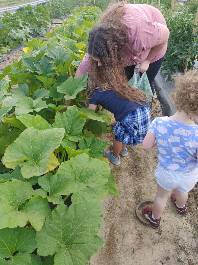 Pumpkins Straight Off the Vine