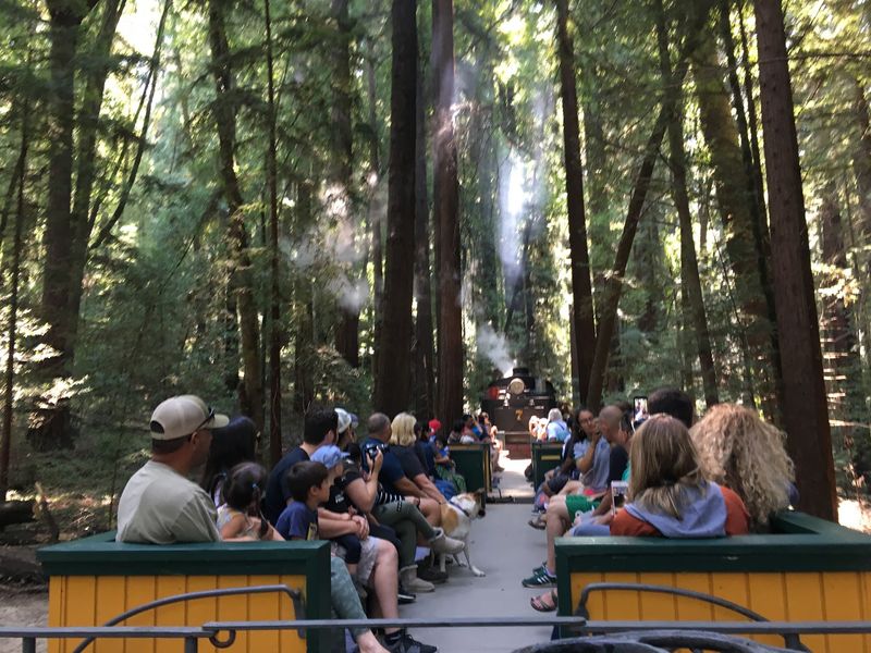 Redwood Scenery That Steals the Show