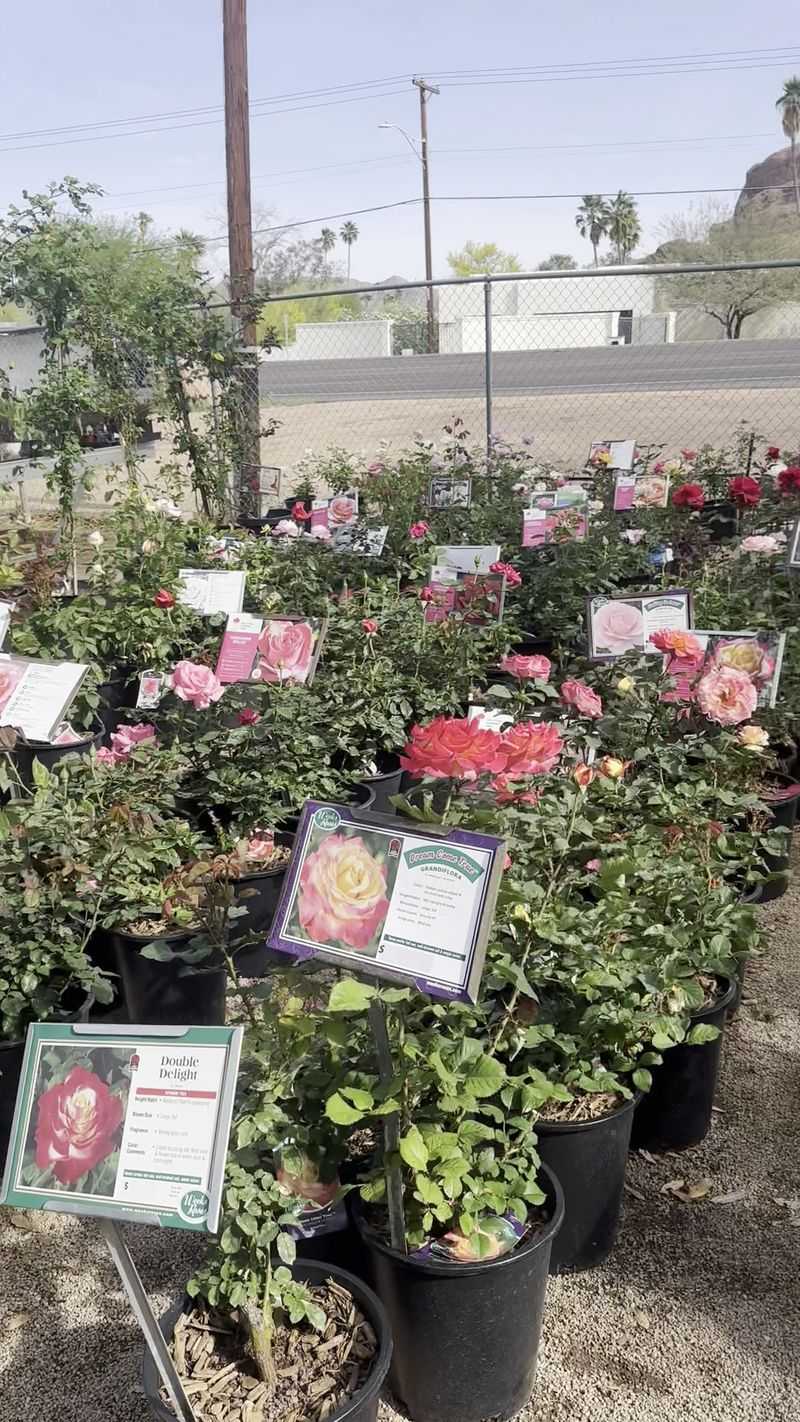 Roses That Climb and Blooms That Pop